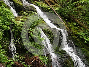 Waterfall in Olympic Forest, Washington State, USA