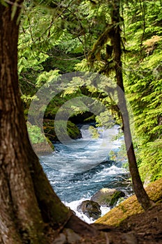 River in Oregon Forest in the Cascades