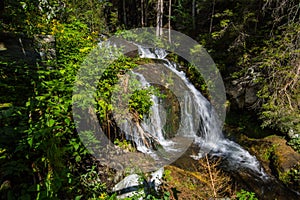 waterfall with plants in a forest