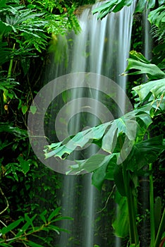 Waterfall in the Rainforest