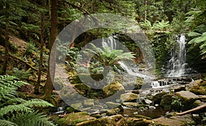 Waterfall in rainforest in Tasmania