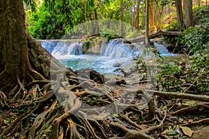 Waterfall run on the rocks in the jungle tree roots in the foreground