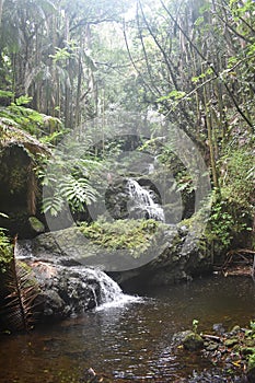 Waterfall sliding into a peaceful pool amidst a tropical rain forest