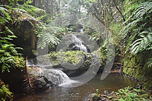 Waterfall sliding into a peaceful pool amidst a tropical rain forest