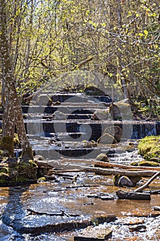 Waterfall in a stream in a budding forest at springtime