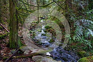 Waterfall stream and old growth rain forest in the trails of Lad