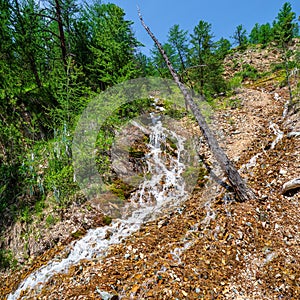 Waterfall stream on a sunny mountain slope. Cascading waterfall in the Alps. Slopes around it are overgrown with lush green forest