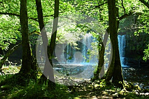 Waterfall in sunny forest UK