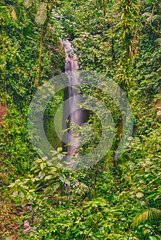 Waterfall surrounded bye the lush green rain forest