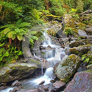 Waterfall in temperate New zealand rain forest
