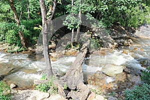 Waterfall and tree in the forest or river ,rock and log near river