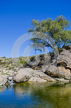 Waterfall and tree