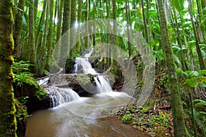 Waterfall in Tropical Palm Forest