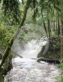 Waterfall in the Ucluelet rain forest cascades into a raging river