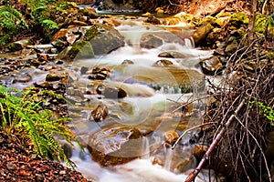 Flowing Creek in Uvas County Park