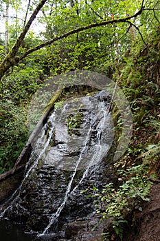 Waterfall in the Forest