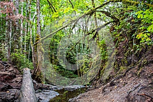 Waterfall in the Forest photo