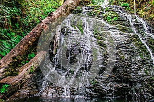 Waterfall in the Forest