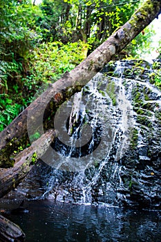 Waterfall in the Forest