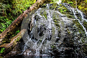 Waterfall in the Forest