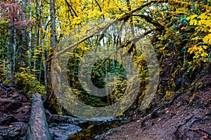 Waterfall in the Forest