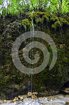 A waterfall in a WWF oasi