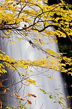 Waterfall with Yellow Leaves in the Fall