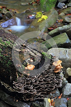 Waterfalls and cascades of the river Satina in the Moravian Beskydy Mountains