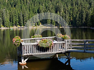 The black forest in germany