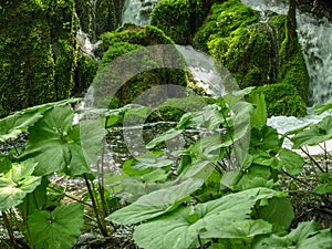 Waterfalls and streams in Plitvice Lakes National Park