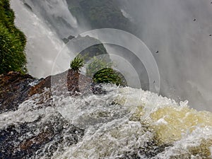 Waterfalls. Viewpoint of the Iguazu Falls. Missions. Argentina photo