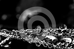WaterFlow: from water to life photo