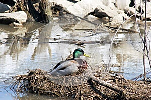 Waterfowl photo