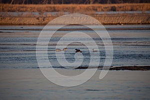 Waterfowl, Anseriformes birds captured at Platte river in Nebraska