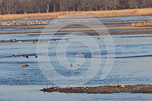 Waterfowl, Anseriformes birds captured at Platte river in Nebraska