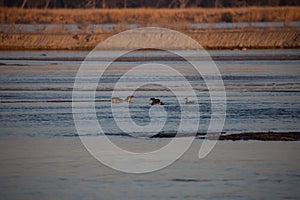Waterfowl, Anseriformes birds captured at Platte river in Nebraska photo