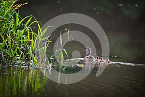 Waterfowl bird family of Mandarin Ducks on the lake