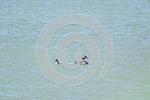 The waterfowl bird, great crested grebe with chick, swimming in the lake