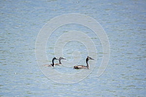 The waterfowl bird, great crested grebe with chick, swimming in the lake