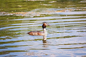 The waterfowl bird Great Crested Grebe swimming in the calm lake