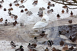 Waterfowl birds as ducks and white swans are on snow near open unfrozen pond