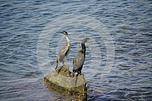 Waterfowl. Black balkans are sitting on the rocks in the middle of the sea.