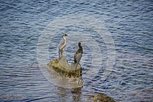 Waterfowl. Black balkans are sitting on the rocks in the middle of the sea. A warm sunny day in September.