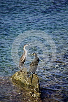 Waterfowl. Black balkans are sitting on the rocks in the middle of the sea. A warm sunny day in September.