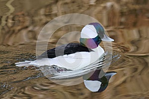 Waterfowl of Colorado. Male Bufflehead Duck Swimming in a Stream