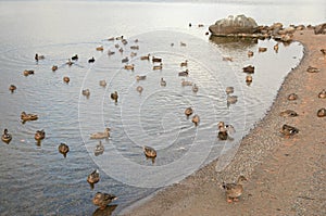 Waterfowl Congregation On Gunflint Lake