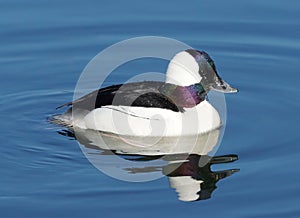 Waterfowl Duck Bufflehead