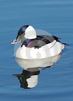 Waterfowl Duck Bufflehead