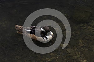 The hooded merganser Lophodytes cucullatus is a species of small duck. photo