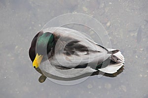 Waterfowl duck, top view, floating on the water